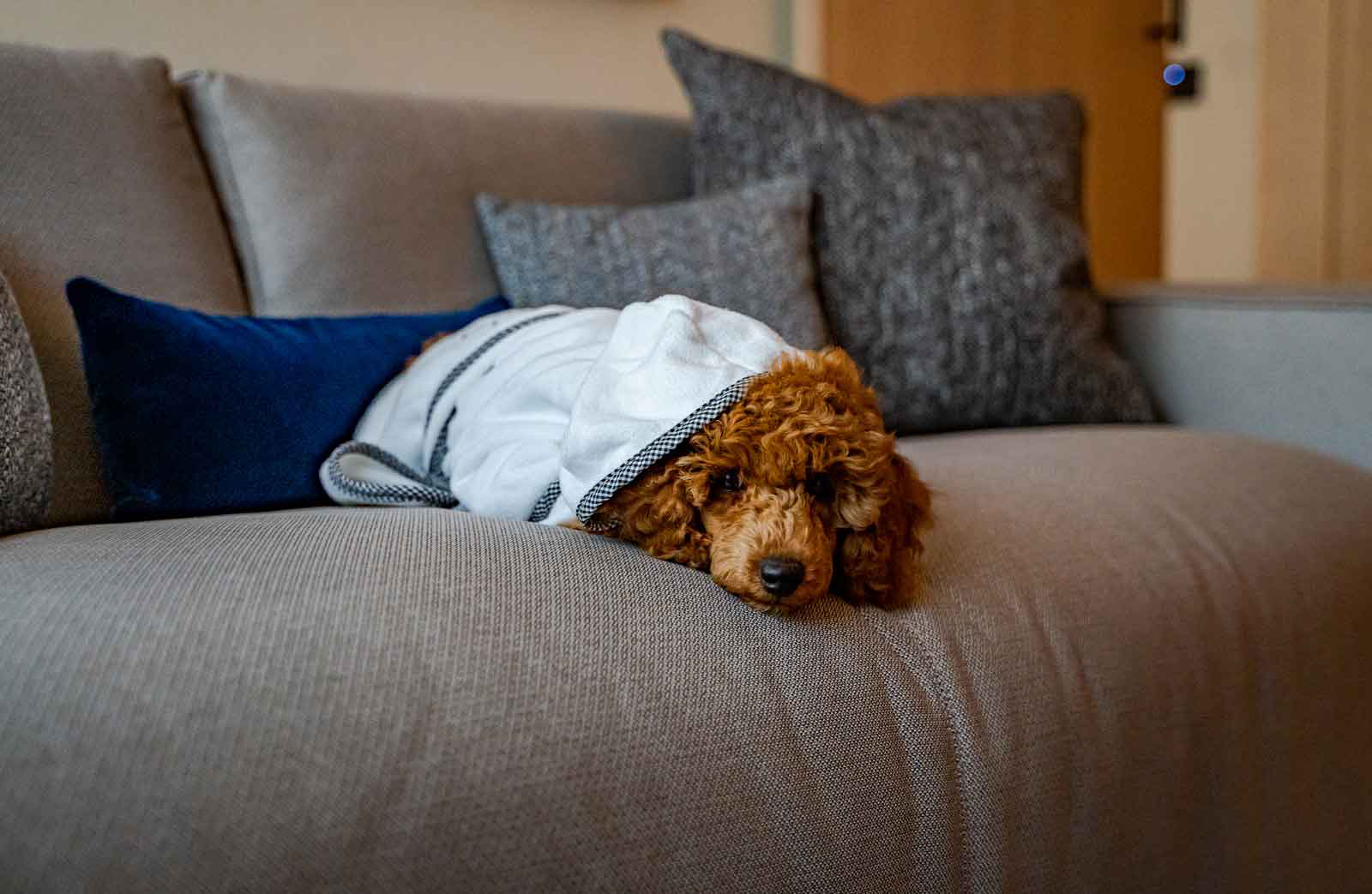 Brown Poodle on the couch