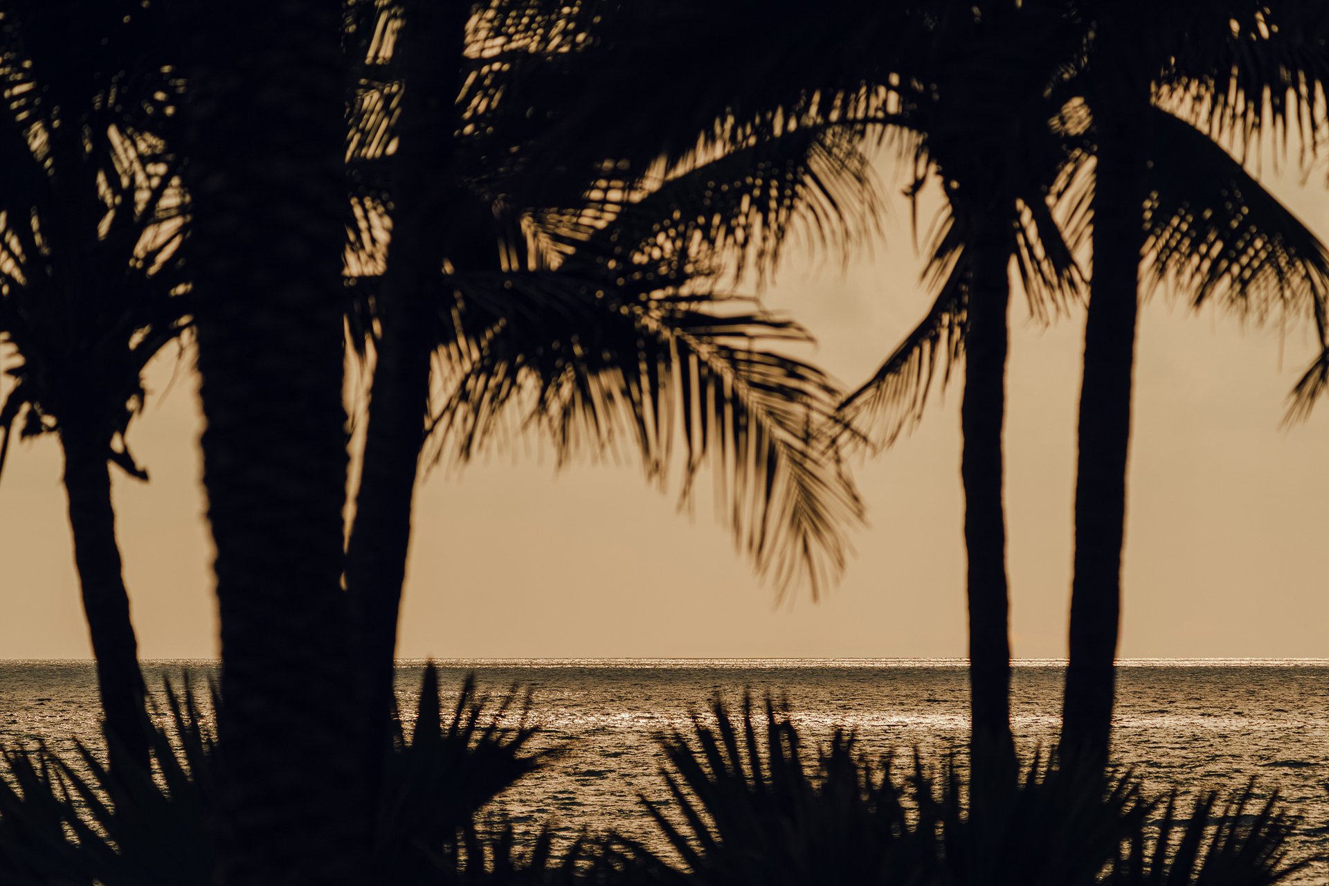 The beach with palm trees