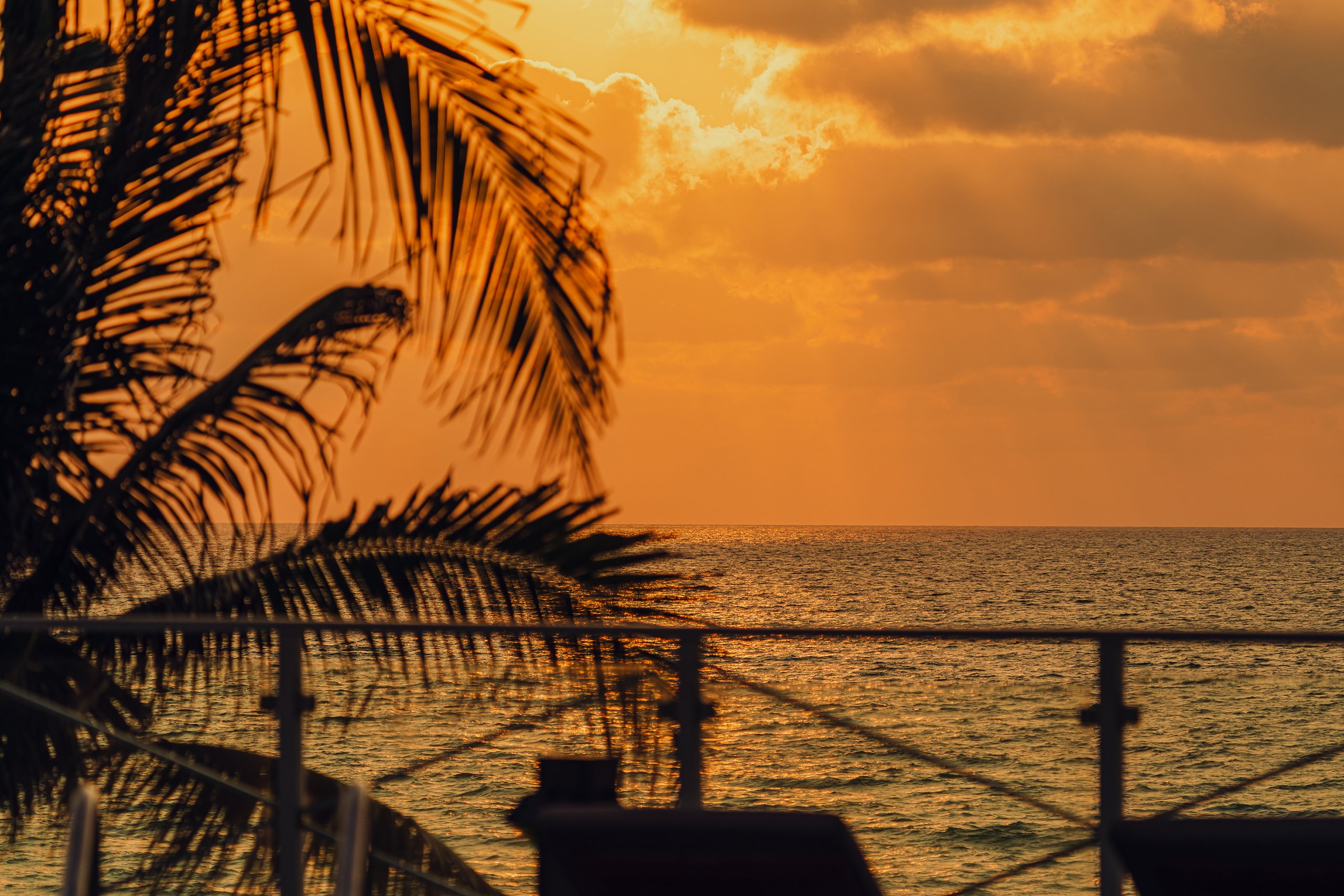 palm tree and beach view at sunset