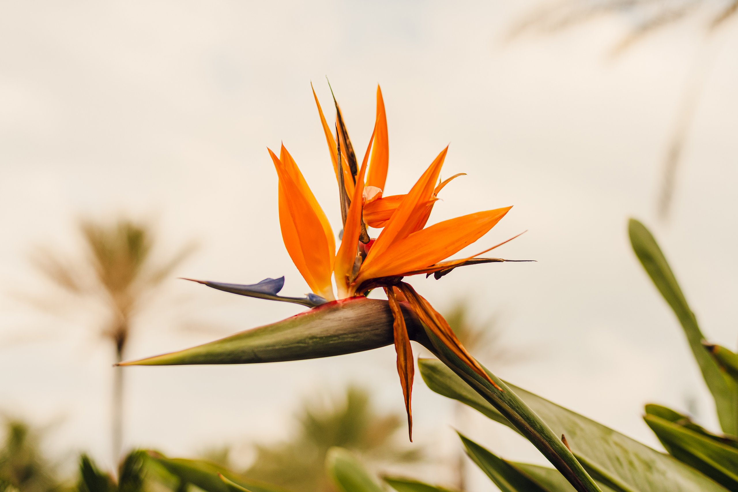 Photoshoot of orange flower