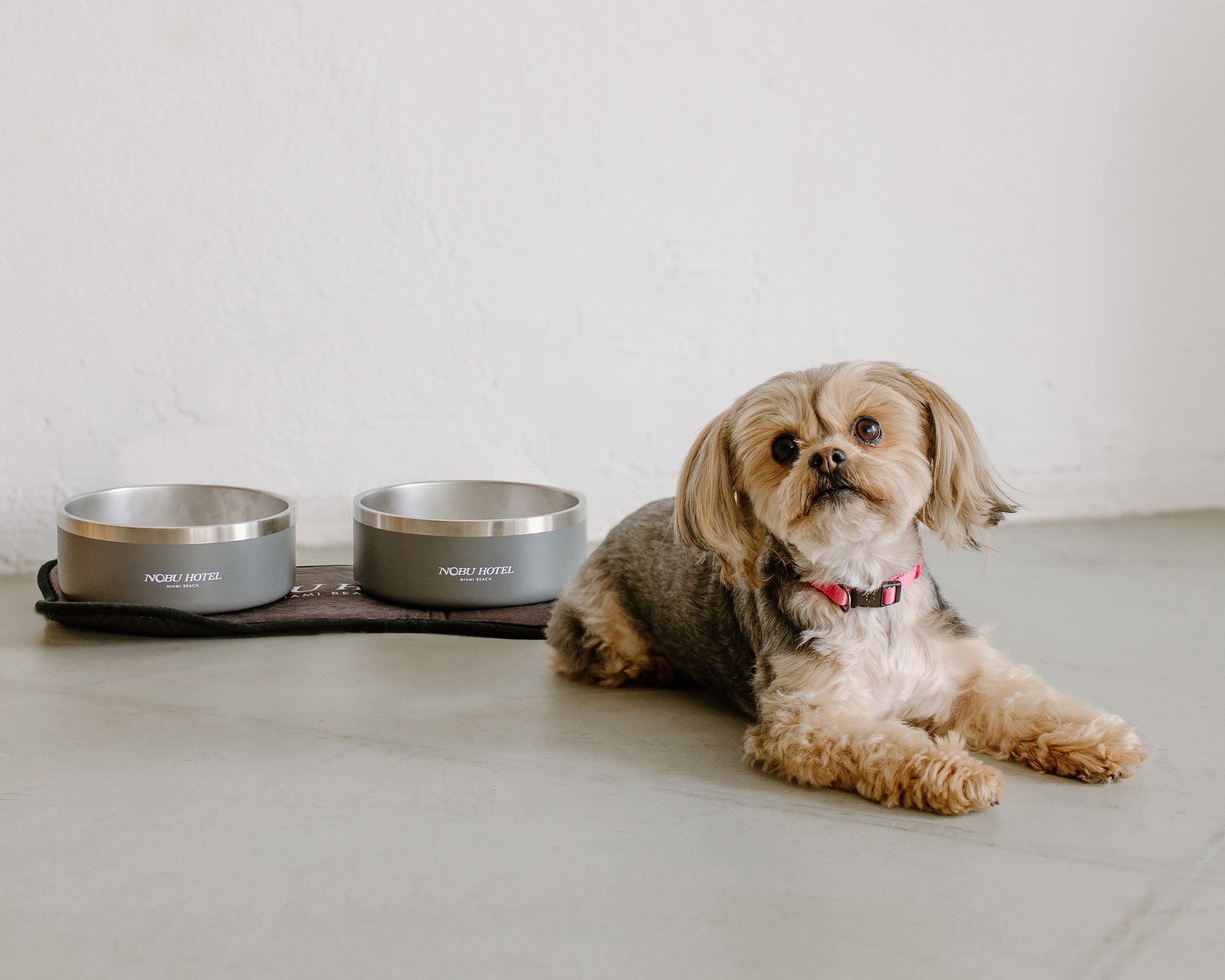 A playful puppy surrounded by colorful feed boxes, looking curious and ready for a tasty treat.